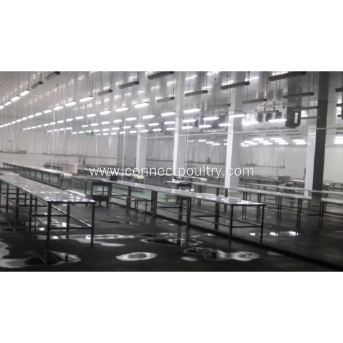 poultry processing line of belt conveyor